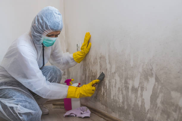 Best Black Mold Removal  in Vandalia, OH