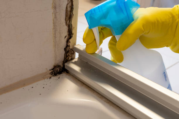 Best Home Mold Removal  in Vandalia, OH