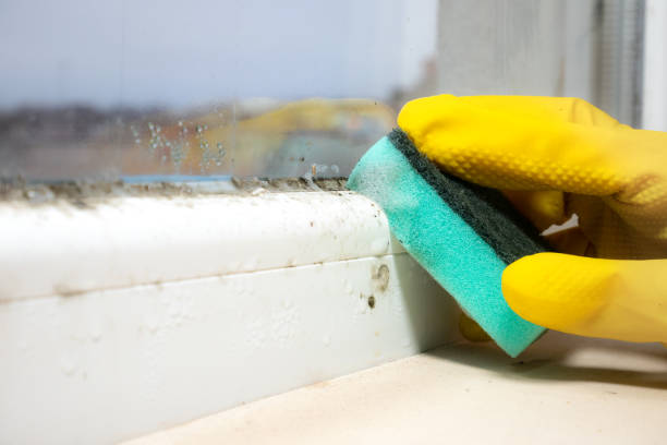 Best Mold Testing  in Vandalia, OH