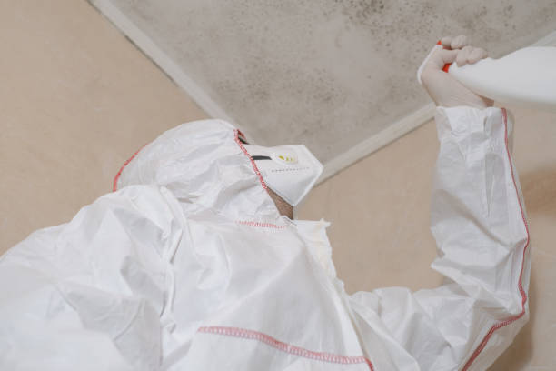 Best Mold Remediation Services  in Vandalia, OH