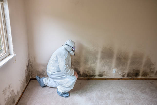 Mold Testing and Removal in Vandalia, OH