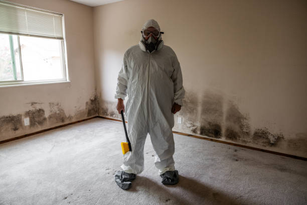 Best Local Mold Removal Service  in Vandalia, OH