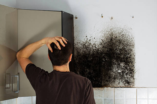 Best Office Mold Removal Services  in Vandalia, OH