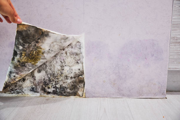 Best Same-Day Mold Removal  in Vandalia, OH